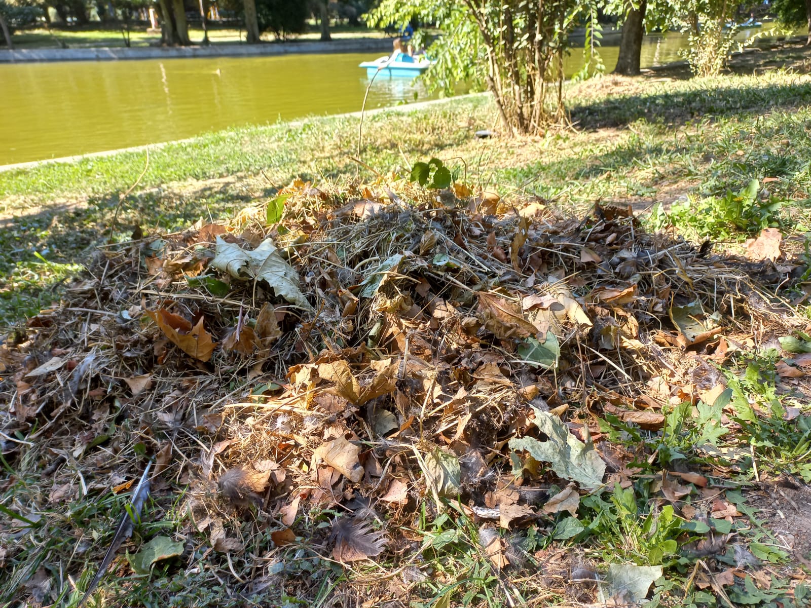 Clinic stomatologică amendată cu 70.000 lei pentru mizerie în parcul cișmigiu