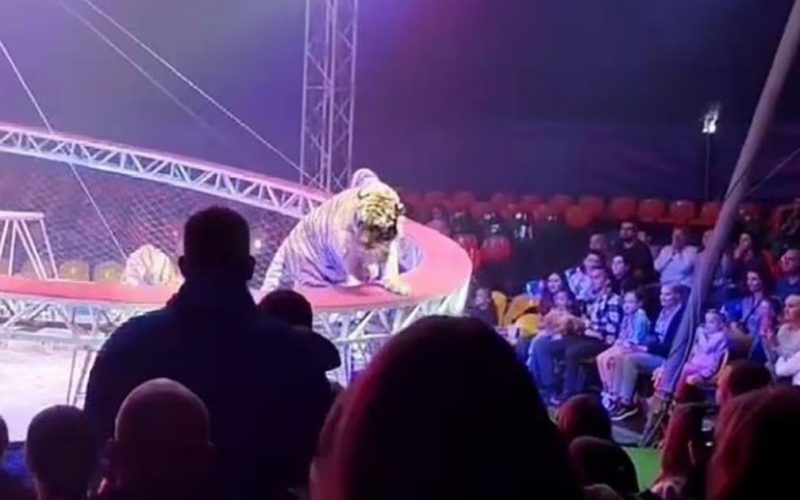 Un tigru a sărit în mijlocul spectatorilor la un circ din Rusia. „Copiii țipau, adulții fugeau panicați”