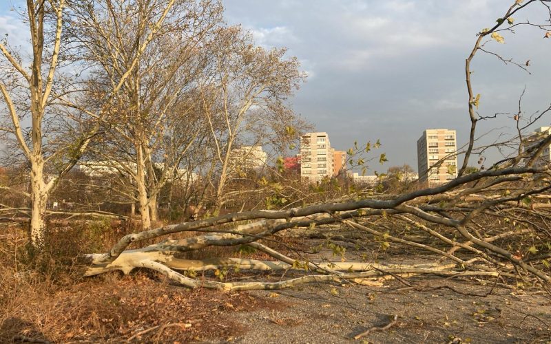 Diana Buzoianu lovește tăierile ilegale: Ordonanță pentru protejarea copacilor urbani