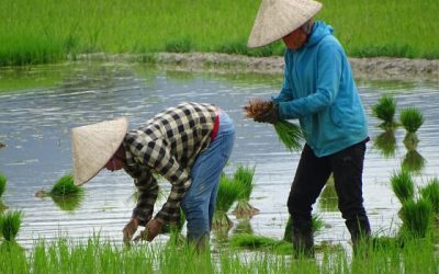 Criza petrolului din Iran lovește culturile de orez din Asia