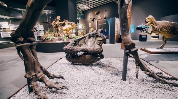 Cel mai mic ou de dinozaur din lume, record GUINNESS