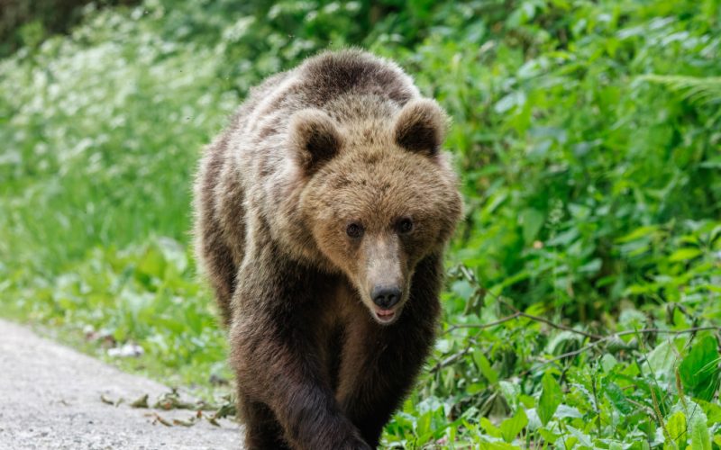 Urs împușcat ilegal în Brașov: Doi bărbați, reținuți după vânătoare cu termoviziune