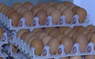 Ouă cu Salmonella pe piață: Retragere masivă înainte de Sărbători!