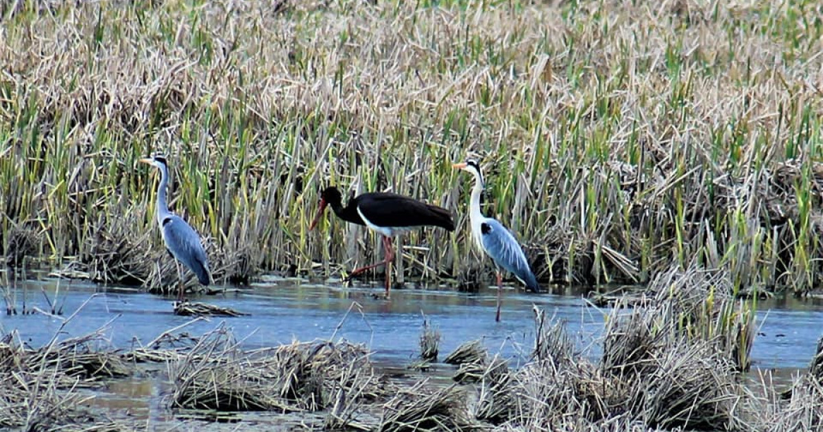 Guvernul, somat de PNRR: Noi arii protejate, până în august