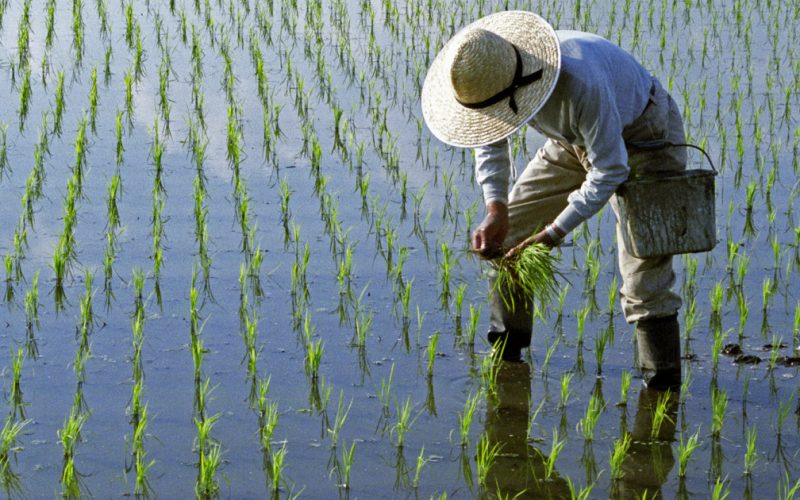 Războiul din Iran lovește: Lipsa carburantului pune sub semnul întrebării recolta de orez din Asia