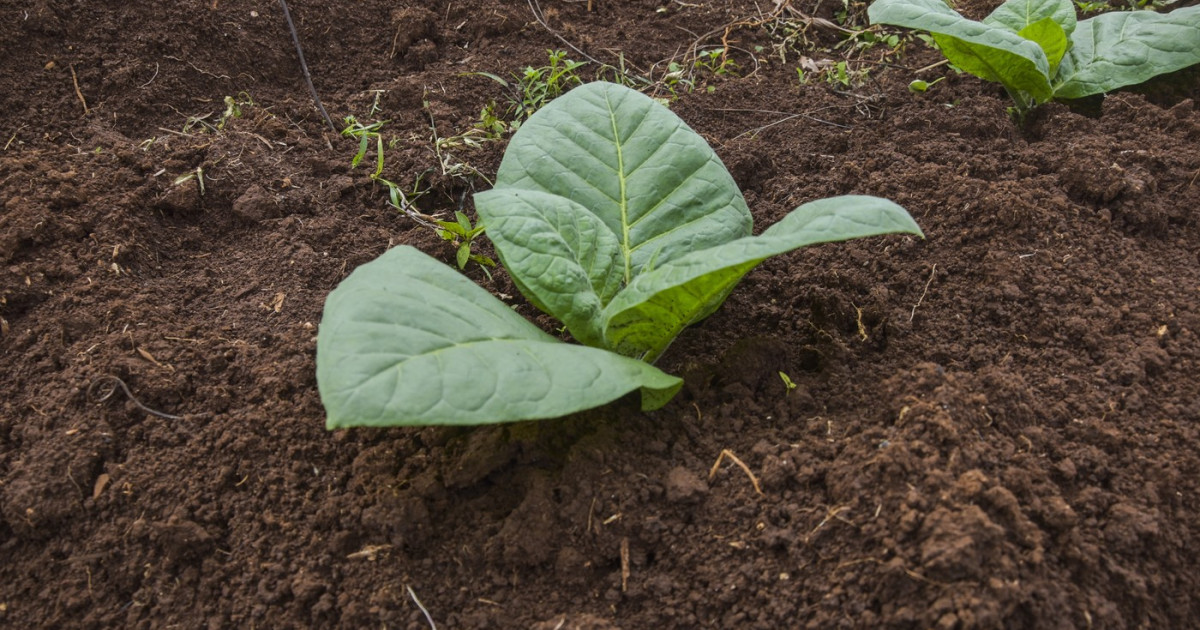 Tutun psihedelic: Cercetătorii au creat o plantă cu cinci substanțe halucinogene, care e scopul