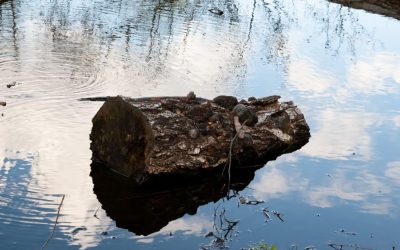 Primii Oameni, acum 780.000 de ani: Focul aprins cu lemne aduse de apă