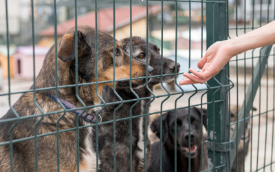 Adopții la Circul Metropolitan din București: Două târguri în această lună