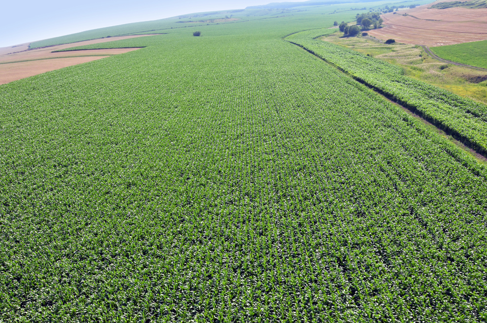 Cultura-vedetă a anului agricol: Fermierii au mărit suprafața cu 30%