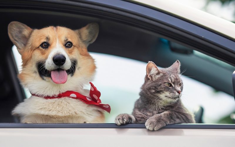 Amendă USTURĂTOARE: Câinii și pisicile, interzise pe scaunul din față!