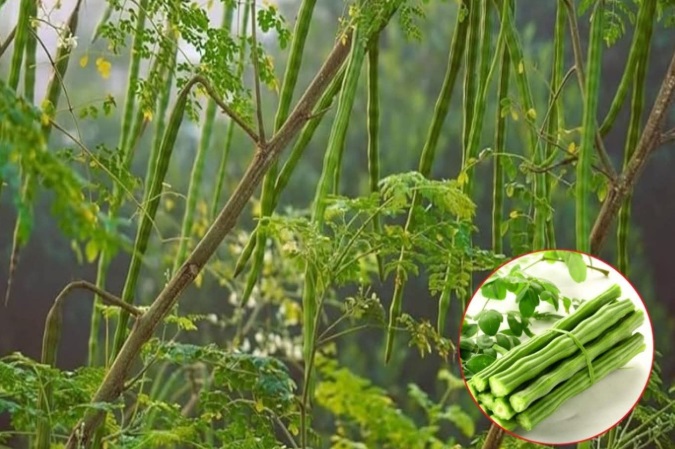 Arborele minune curăță apa de microplastice: Soluția naturală, salvatoare