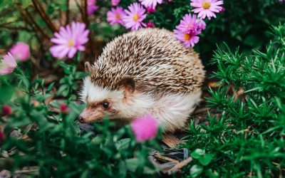 De ce aricii sunt mai importanți decât credeai: Rolul-cheie în natură
