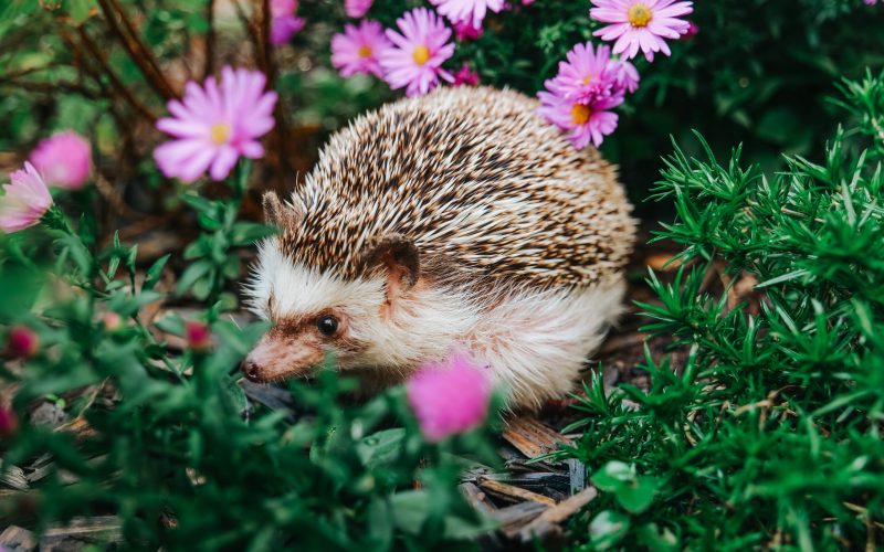De ce aricii sunt mai importanți decât credeai: Rolul-cheie în natură