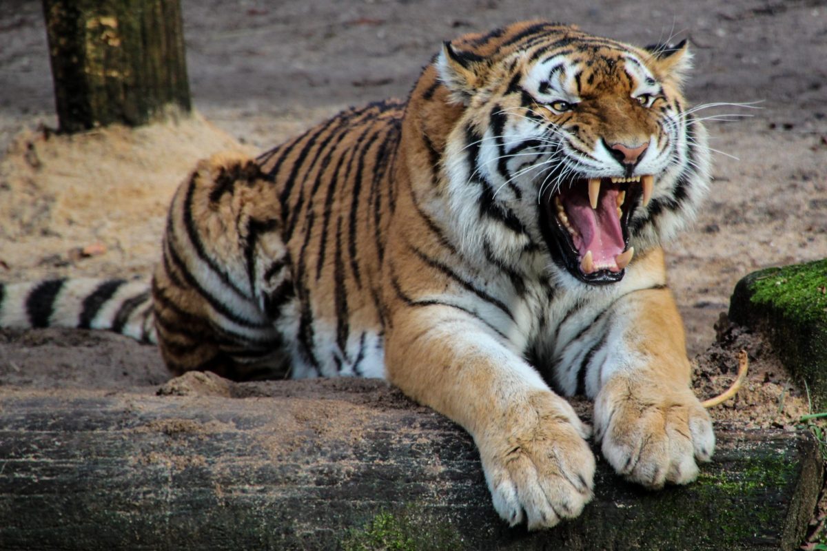 Tigru scăpat din cușcă, atac sângeros la un circ din Rusia