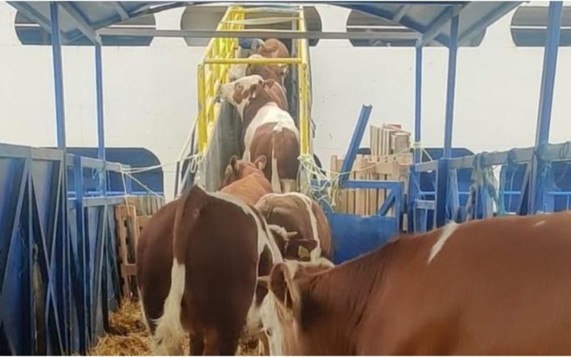 Ovine și bovine, exporturi record prin portul Midia, înainte de Kurban Bayram. Către cine trimite România