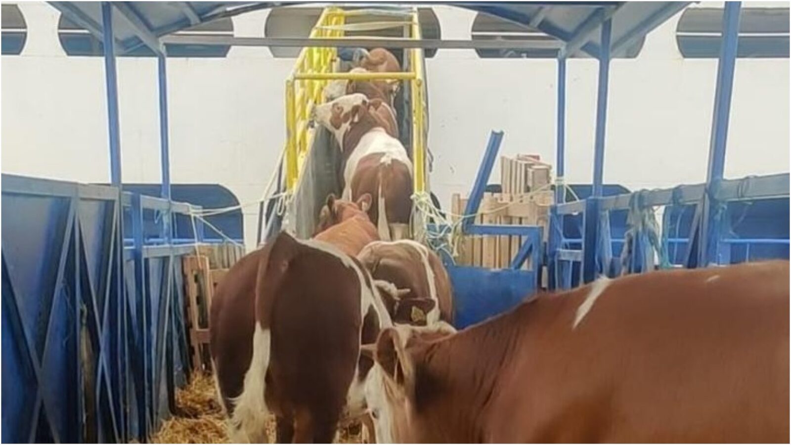 Ovine și bovine, exporturi record prin portul Midia, înainte de Kurban Bayram. Către cine trimite România