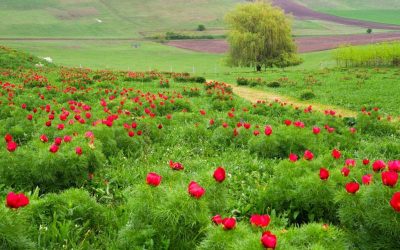 Festivalul bujorilor de la zau de câmpie revine Cea de-a treia ediție a festivalului dedicat bujorilor de stepă de la Zau de Câmpie, unică rezervație de acest gen din Europa, este programată pentru perioada 25-26 aprilie