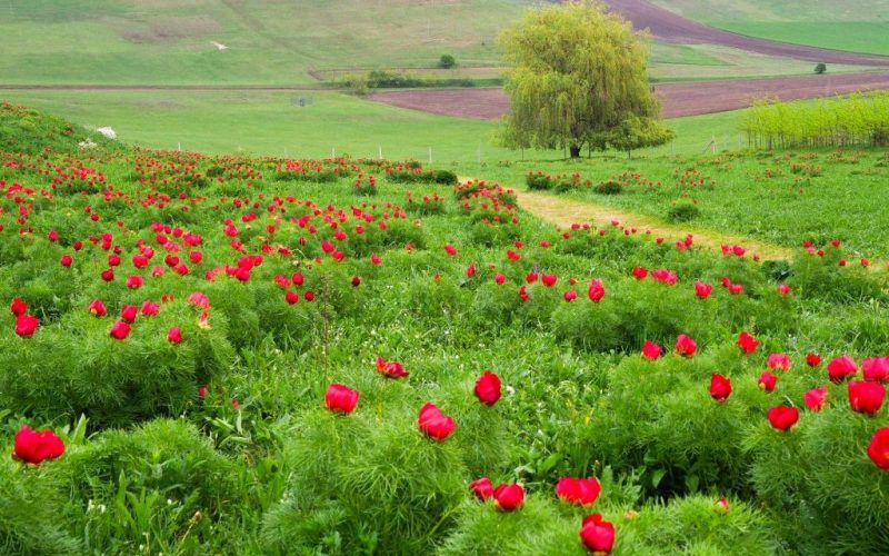 Festivalul bujorilor de la zau de câmpie revine Cea de-a treia ediție a festivalului dedicat bujorilor de stepă de la Zau de Câmpie, unică rezervație de acest gen din Europa, este programată pentru perioada 25-26 aprilie