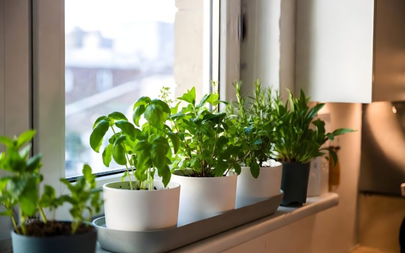 Plantele care aduc noroc și alungă energiile rele din casă: Tradiții vechi valabile și azi