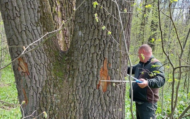 Buzoianu: Arborii seculari din jurul Iașiului, salvați de la tăiere