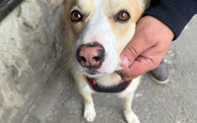 București: Sterilizare GRATUITĂ pentru câinii fără pedigree. Unde te înscrii