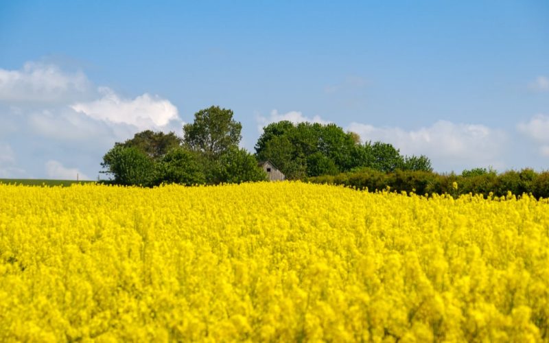 România, lider european: Depășește Ucraina la exportul de rapiță către Germania