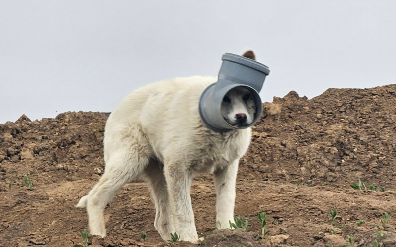 Un câine cu capul blocat într-o țeavă încă este de negăsit, la aproape o săptămână de la ultima semnalare, în ciuda eforturilor de salvare