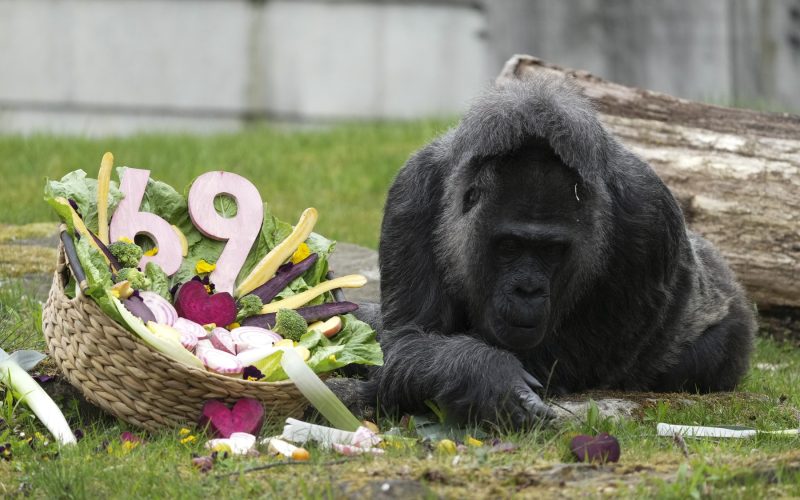 Gorila record la Zoo Berlin: A împlinit o vârstă impresionantă!
