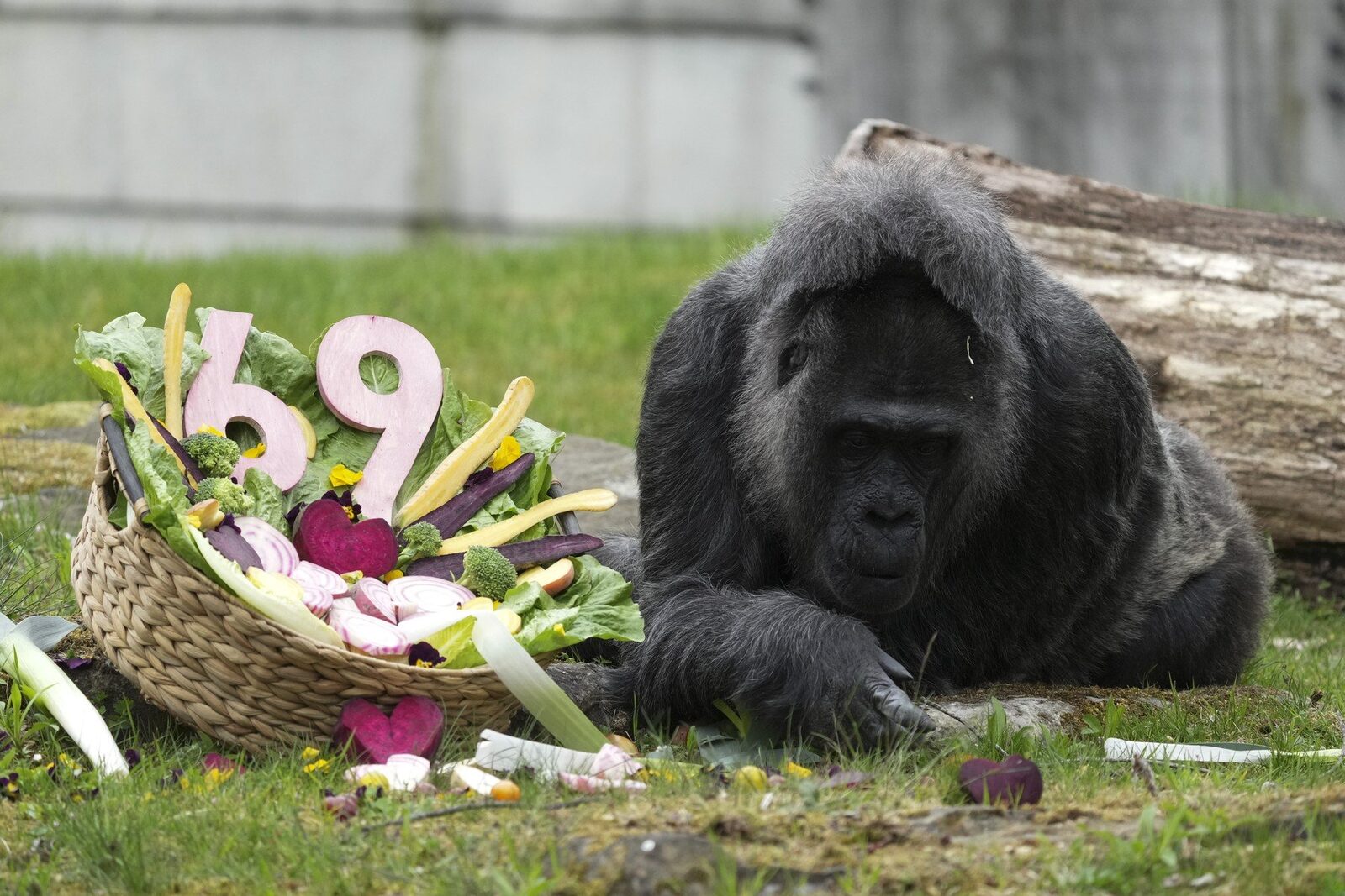Gorila record la Zoo Berlin: A împlinit o vârstă impresionantă!