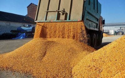 Afacerile Agropec Dionis, explozie în 2025: Traderii români, pe valul producțiilor record