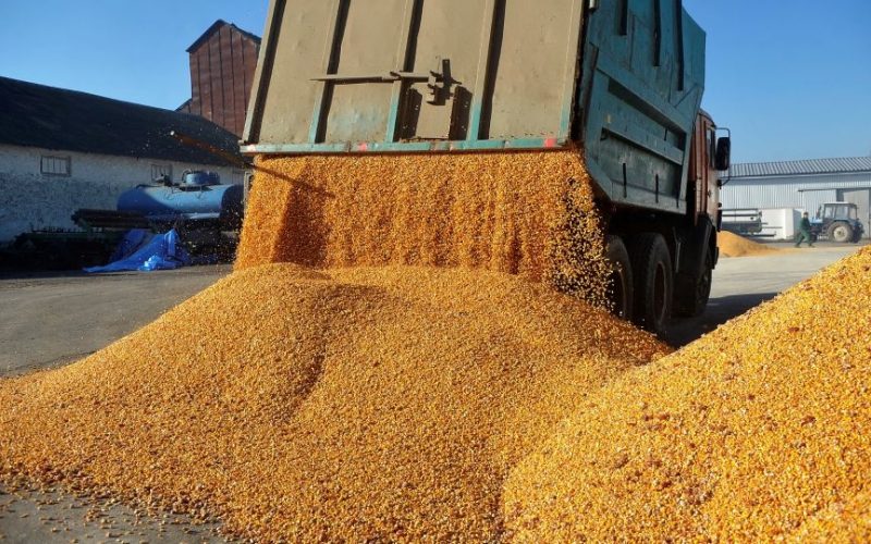 Afacerile Agropec Dionis, explozie în 2025: Traderii români, pe valul producțiilor record