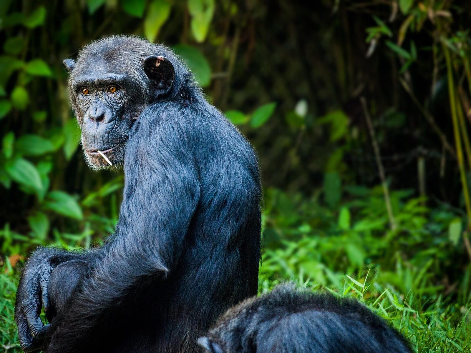 Cimpanzeii Ngogo, Odinioară Prieteni, Acum Dușmani: Un Studiu Șocant Dezvăluie Violența Brutală Un grup de cimpanzei din Parcul Național Kibale, Uganda, a trecut de la o comunitate pașnică la o arenă a violenței mortale