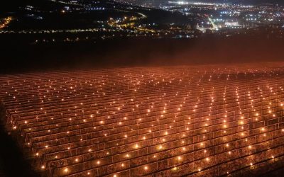 Agricultor ROMÂN, 40.000 de euro „arși” într-o noapte pentru a salva cireșele