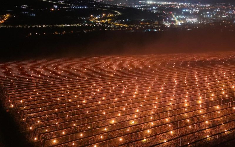 Agricultor ROMÂN, 40.000 de euro „arși” într-o noapte pentru a salva cireșele