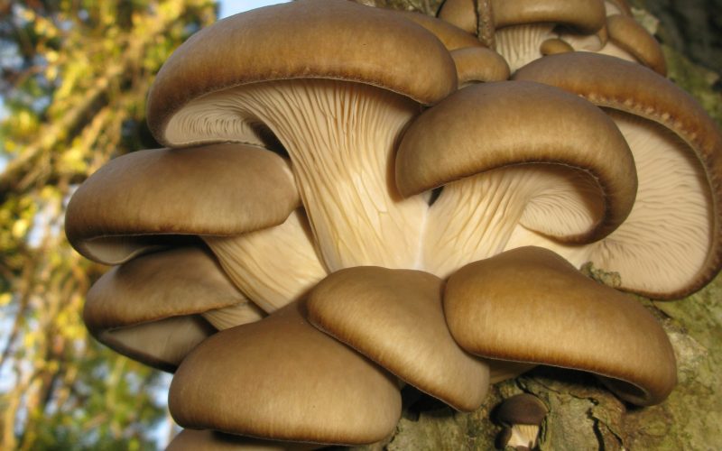 AȘA va schimba AI agricultura: Proiectul Mushnomics, un viitor-șoc