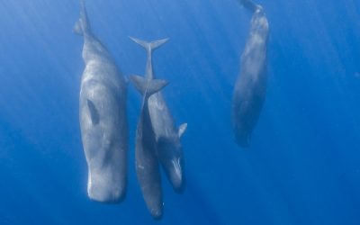 Cașaloții folosesc „limbajul” uman: Cercetătorii au făcut o descoperire uluitoare!