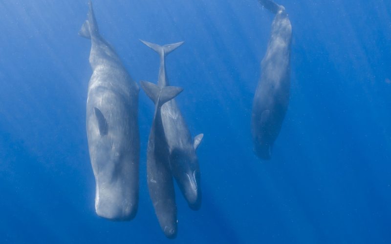 Cașaloții folosesc „limbajul” uman: Cercetătorii au făcut o descoperire uluitoare!