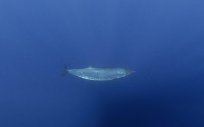 Creatură misterioasă din adâncuri, după 150 de ani: Ce șoc au primit cercetătorii