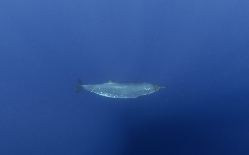 Creatură misterioasă din adâncuri, după 150 de ani: Ce șoc au primit cercetătorii