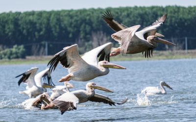 Prahova, invazie de păsări flămânde: Sute de kg de pește, înghițite zilnic