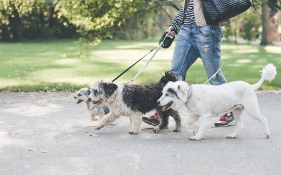 Start gratuit pentru sterilizare și cipare câini metiși în București