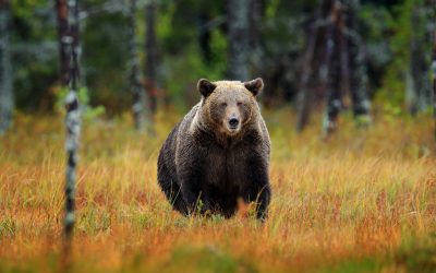 Urșii, vânătoare dublă: Câți vor fi împușcați în 2026? Decizie controversată în Parlament