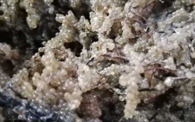 Șalău salvat: S-a încheiat sezonul de eliberare a icrelor în Razim–Sinoie, vital pentru România