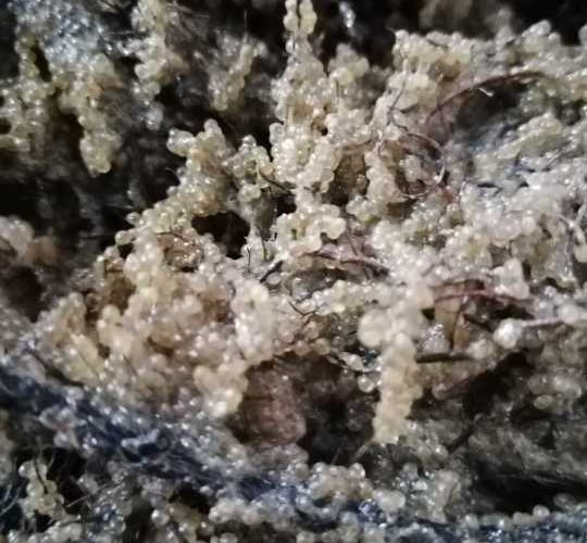 Anul acesta, la finele lunii martie au avut loc primele etape ale programului dedicat refacerii stocurilor de șalău din Complexul Razim–Sinoie, anunță Agenția de presă Rador, care citează Radio Constanța