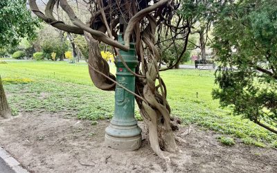 Cișmigiul, o lecție de istorie: Ce ascund stâlpii scorojiți din București