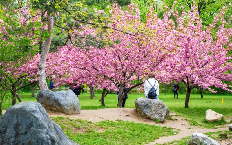Hanami în Parcul Regele Mihai I din București: Flori de cireș și atmosferă japoneză