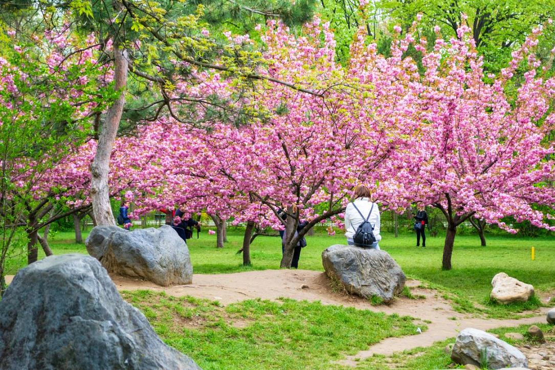 Hanami în Parcul Regele Mihai I din București: Flori de cireș și atmosferă japoneză