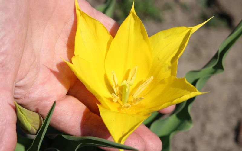 Floarea rară de la Cazanele Dunării surprinde: Apare tot mai des!