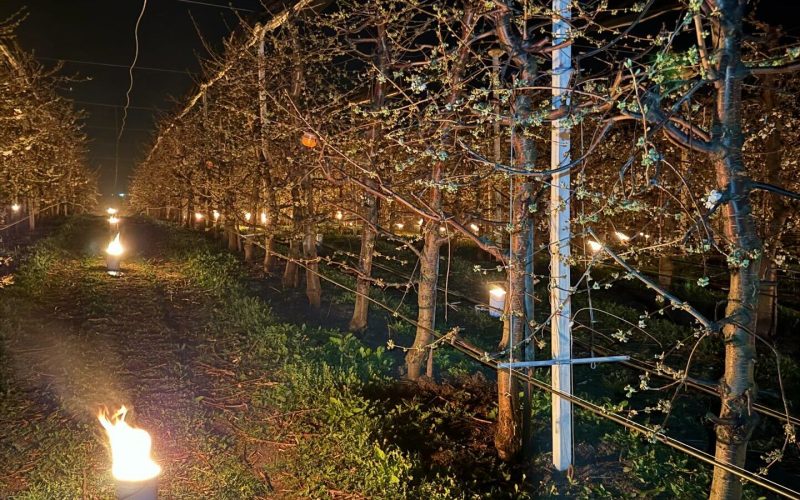 Arși 40.000 de euro peste noapte, pentru salvarea cireșilor de îngheț