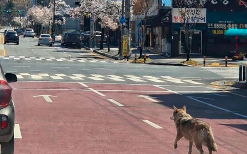 Lupul celebru, prins în Coreea de Sud după 9 zile de urmărire!